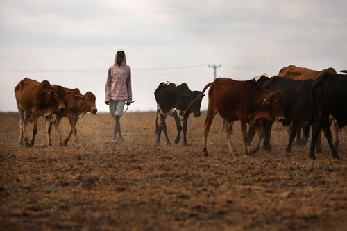 كينيا.. غاز حيوي من مخلفات ذبح المواشي