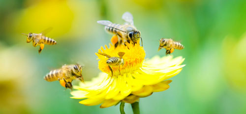 Les insecticides néonicotinoïdes tuent les abeilles, en voici une preuve de plus