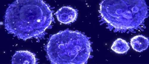 Des cellules immunitaires se font "hara-kiri" pour combattre les allergies