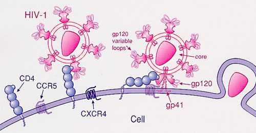 Stopping HIV with an artificial protein