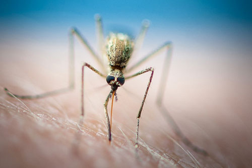 تحذير من انتشار ملاريا مقاومة للعقاقير