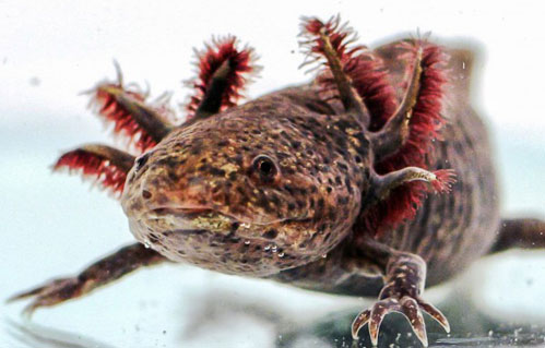 Early land animals heard sounds with their lungs