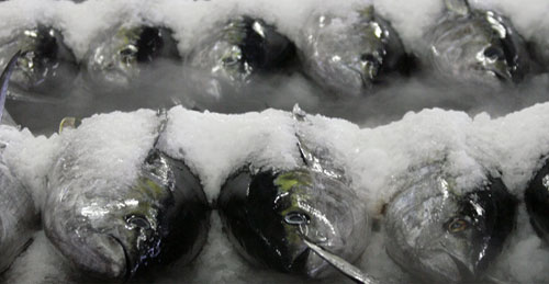 Mercury Levels in Tuna are Rising