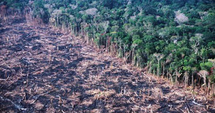 Amazon Forest Becoming Less of a Climate Change Safety Net