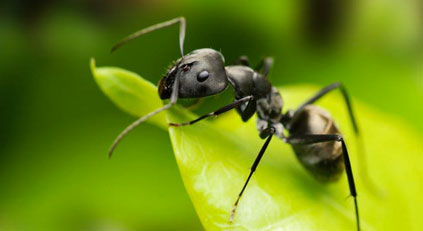 A Farmer Ant’s Unique Fungal Crop