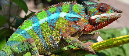 The secret to chameleon color change: Tiny crystals