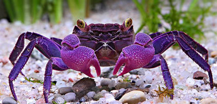Deux nouvelles espèces de crabes vampires découvertes à Java
