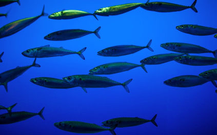 Study finds some fish can live in low-oxygen dead zones