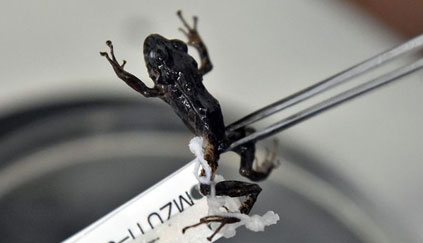 Une grenouille qui transforme sa peau surprend les scientifiques