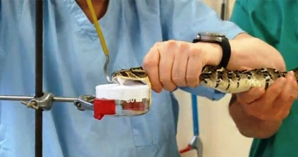 Deadly snakes 'milked' to create potent new anti-venom