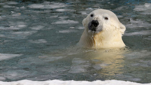 الإحتباس الحراري يهدد الدببة القطبية بالنفوق جوعا