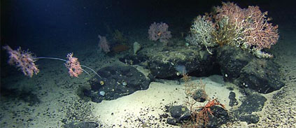 Deep-sea microbes called missing link for complex cellular life