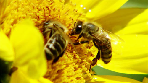 دراسة: عدد محدود للغاية من النحل مسؤول عن تلقيح معظم المحاصيل