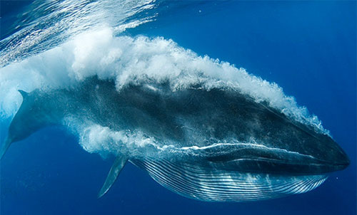 السونار يهدد وجود الحيتان