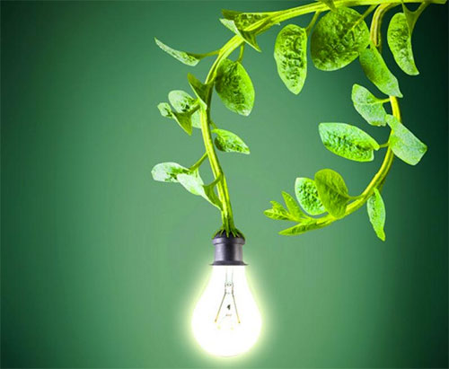 ابتكار هولندي لتوليد الكهرباء من النباتات