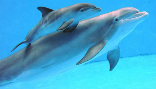خطر الانقراض يواجه أندر أنواع الدلافين في العالم