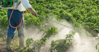 Le développement cérébral des enfants affecté par certains pesticides