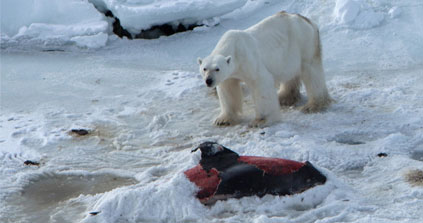 Polar Bears Seen Eating Dolphins For The First Time As Seal Habitat Melts Away