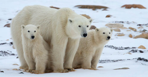علماء البيئة: من المحتمل انقراض الدببة البيضاء بحلول عام 2025