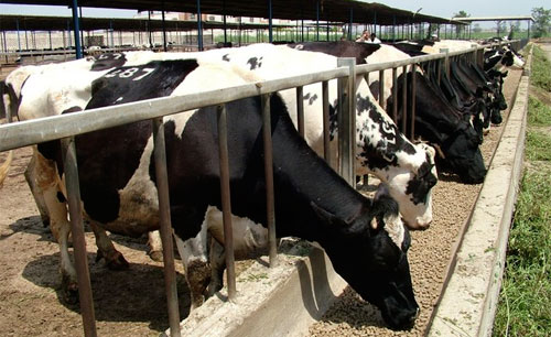 مزارع أميركية تحول روث البقر إلى كهرباء