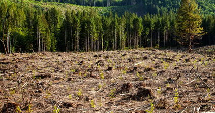 La déforestation de la planète se poursuit mais à un rythme ralenti, selon l'ONU