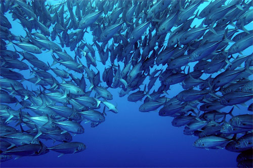 الثروة السمكية بالمحيطات في انخفاض كبير