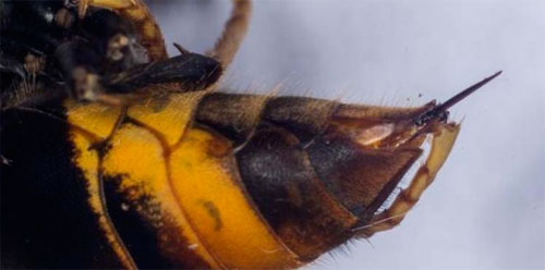 دبور برازيلي.. لسعته تعالج السرطان