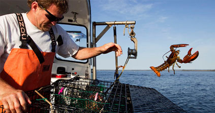 Warming Oceans Putting Marine Life ‘In a Blender’