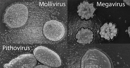Un virus géant découvert dans le permafrost en Sibérie