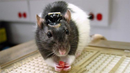 Brain implant lets rats ‘see’ infrared light
