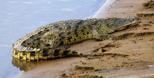 لماذا ينام التمساح بعين واحدة مفتوحة؟ | مسارات