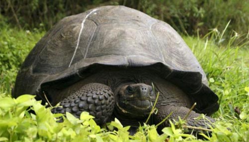 Une nouvelle espèce de tortue identifiée aux Galapagos