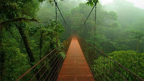 غابة الأمازون سنة 2050 بنصف أشجارها