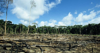 Brésil: La déforestation a bondi de 16 % en Amazonie