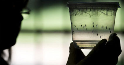 Zika : dix questions sur un virus qui inquiète