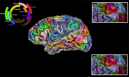 علماء يبتكرون "أطلسا" للمخ