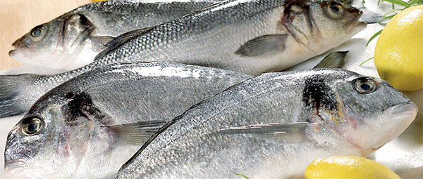علماء: زيت السمك يقي من خطر الوفاة بأمراض القلب