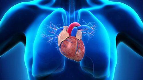 الخلايا الجذعية تجدد القلب استمع