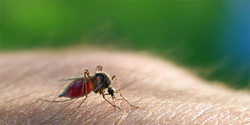 علماء يطورون طريقة لتتبع مقاومة الملاريا للعقاقير المعروفة