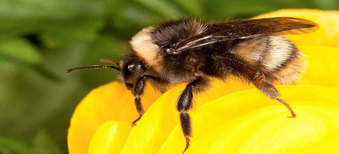 دراسة: المئات من أنواع النحل في أمريكا الشمالية معرضة للانقراض