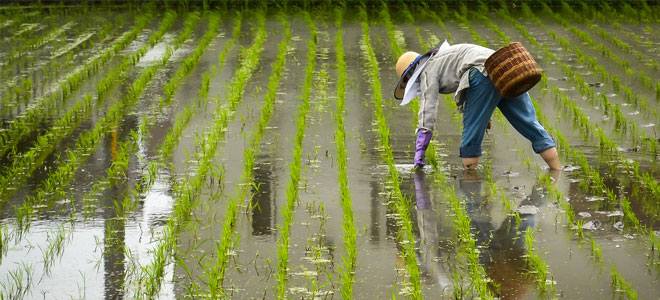 علماء ينجحون في زراعة أرز ينمو في ماء البحر