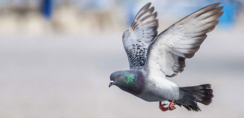 Intelligence des pigeons : ils ont la notion du temps et de l'espace !