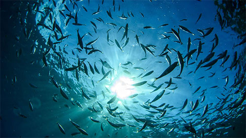 Océans: les "zones mortes", où les poissons suffoquent, ont quadruplé en 70 ans