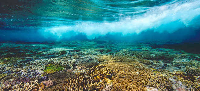 أستراليا تعلن عن خطة بتكلفة 48 مليون دولار لإنقاذ "الحاجز المرجاني العظيم"
