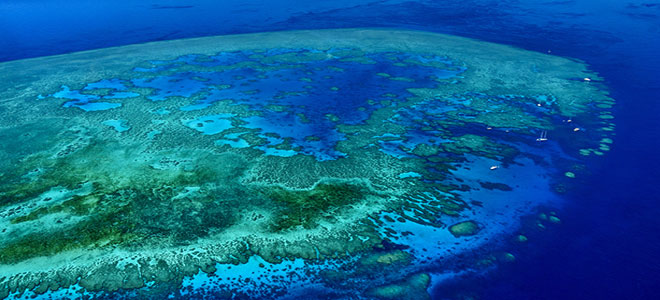 نداء لإنقاذ الحاجز المرجاني الكبير