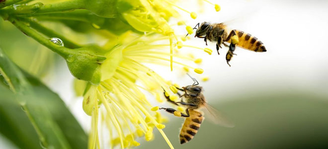 اليوم العالمي للنحل.. منظمة (الفاو): النحل يساعد في الحفاظ على التنوع البيولوجي والنظم الإيكولوجية النابضة بالحياة