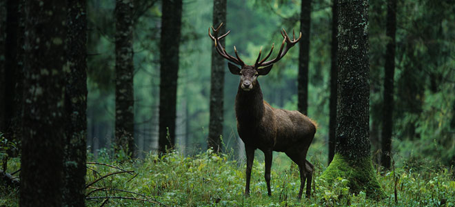 ثلث المحميات الطبيعية مهددة بسبب الطرق والمدن