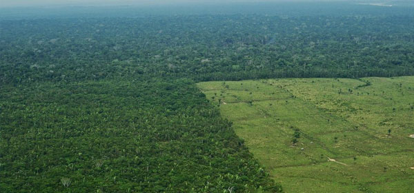 Déforestation au Brésil: L'équivalent d'un million de terrains de foot perdus en un an