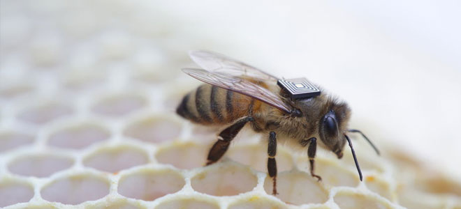 باحثون يبتكرون أجهزة استشعار تثبت على النحل لمتابعة المحاصيل الزراعية