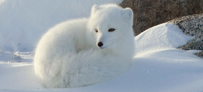 97 % من حيوانات القطب الجنوبي عرضة للانقراض